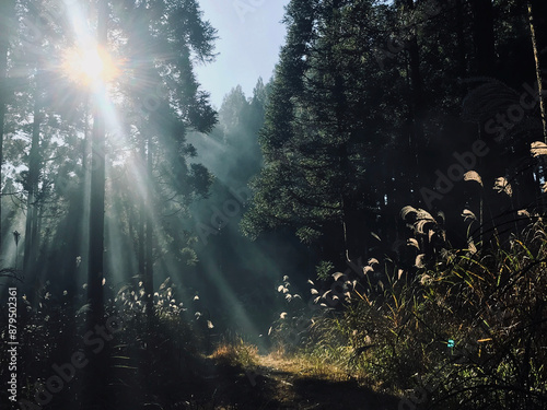 森の中のススキがある風景