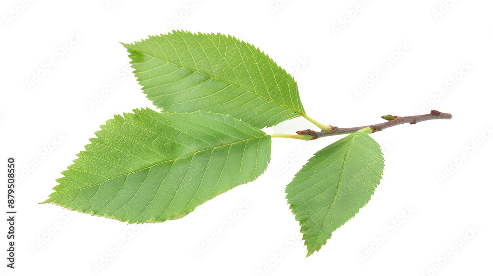 Fototapeta premium Slippery elm isolated on white background