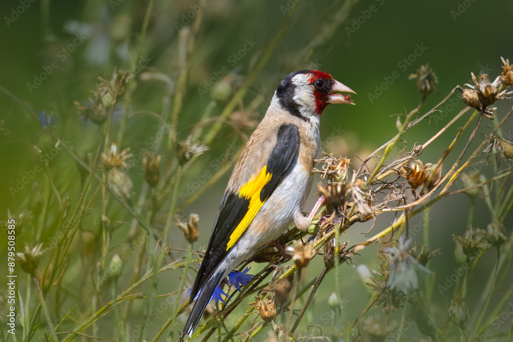 Close-up European goldfinch sits on dry flower stems, eats dry seeds bluets, towards the camera lens. Close-up European goldfinch on the bluets flower stems on a sunny summer day. Close-up European goldfinch sits on dry flower stems, eats dry seeds bluets, towards the camera lens. Close-up European goldfinch on the bluets flower stems on a sunny summer day.