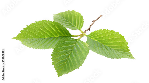 Schilderij op canvas Slippery elm isolated on white background