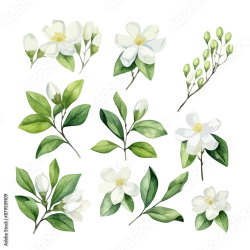Watercolor hand drawn white jasmine set collection isolated on white background, buds jasmine, white flowers and buds, Apple blossom watercolor set. Branch with flowers, leaves. Isolated on white
