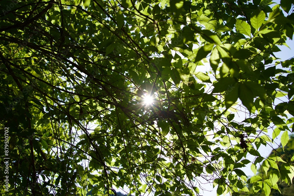 Sunlight flooding through the leaves Sunlight flooding through the leaves