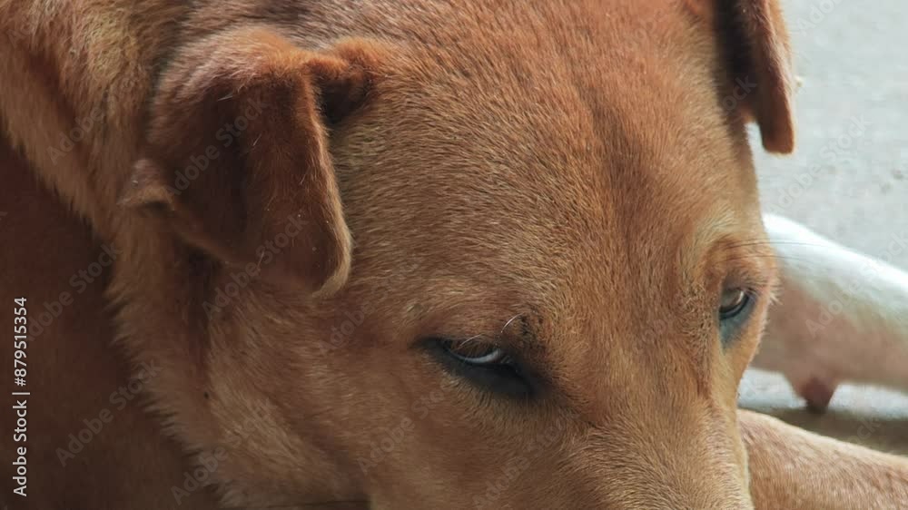 custom made wallpaper toronto digitalSleepy Dog, rest on floor.