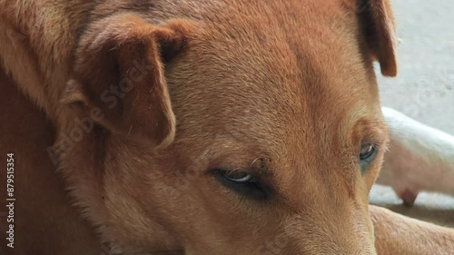 Wallpaper Mural Sleepy Dog, rest on floor. Torontodigital.ca