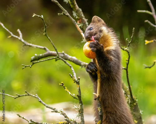 Juvenile pine marten kit up a tree eating an apple