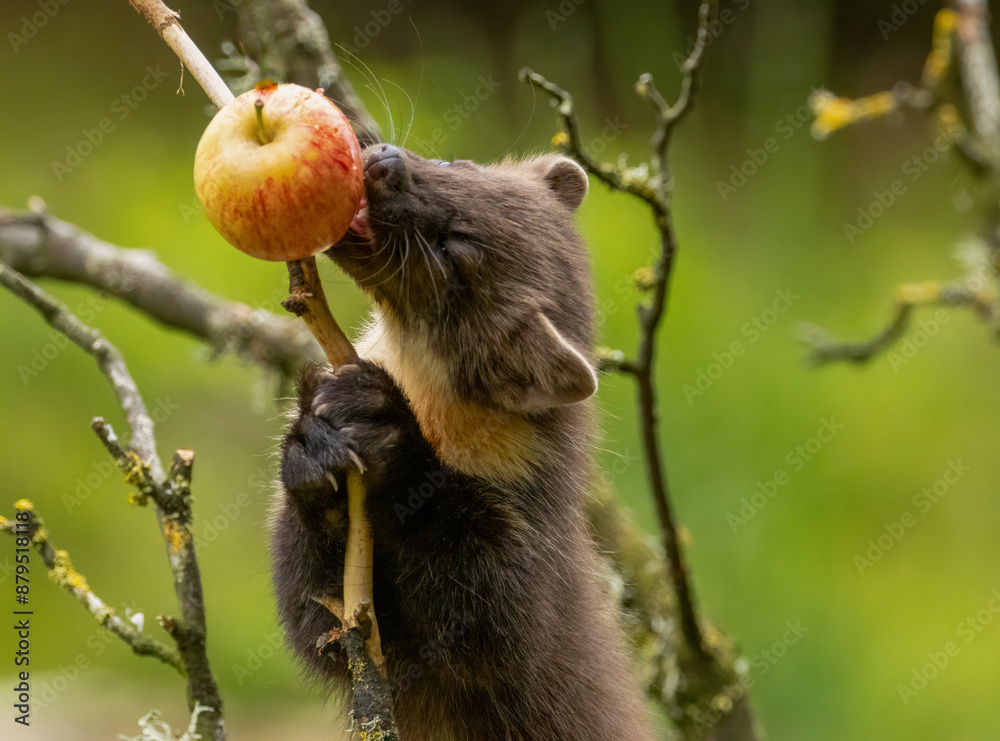 Obraz premium Juvenile pine marten kit up a tree eating an apple