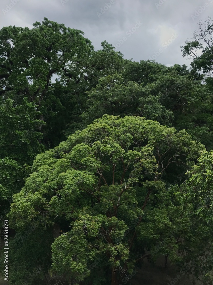 Fototapeta premium The rainforest in Guatemala