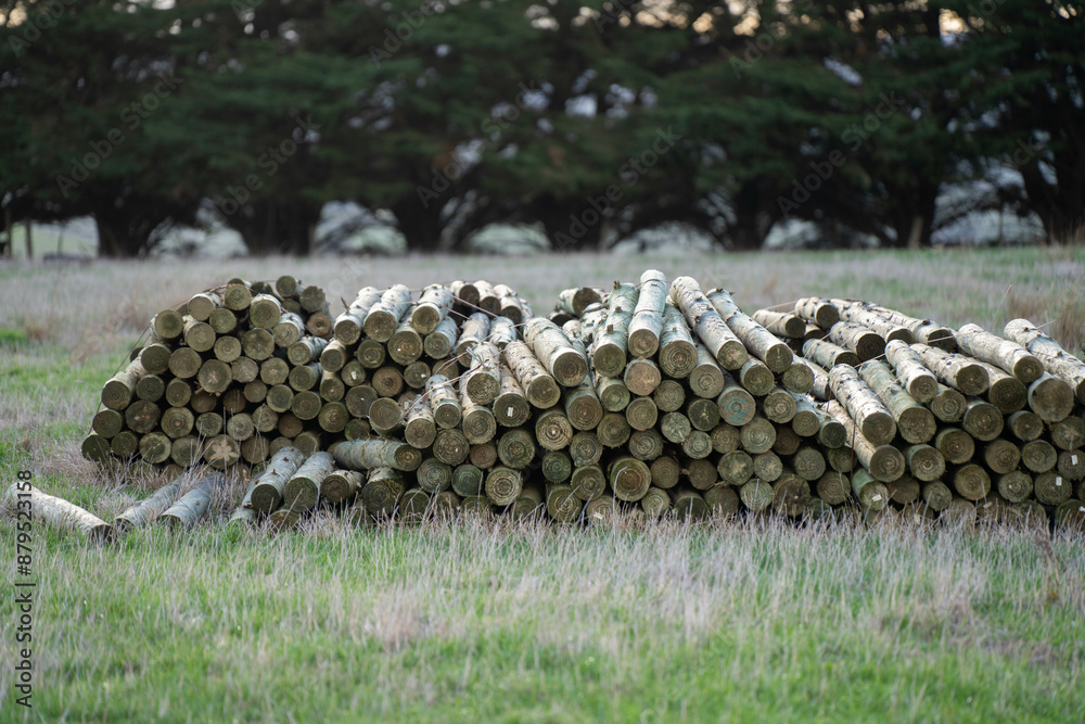 farm Sustainability in Australia, Utilizing Pine Posts for Rural Land Management and Agricultural Development in Forestry Practices