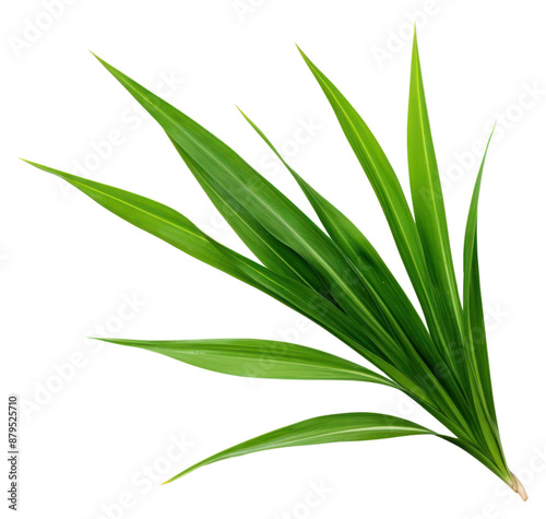 PNG Pandan leafs plant grass green.