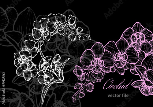 Orchid flower with a white and pink colors. Dark gray orchid on the background to create an elegant design. Easy to edit, ready to use.