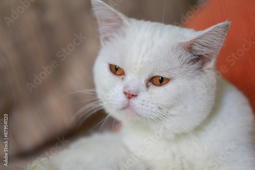 White cat sleeping on the sofa in the living room at home