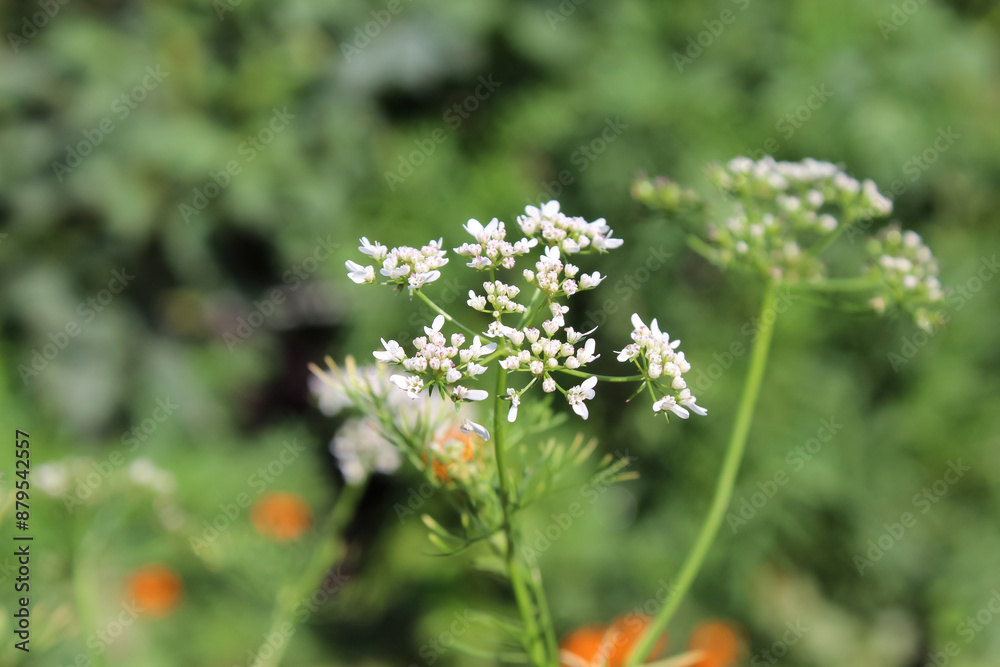 Coriander, Cilantro, Chinese parsley, Dhania, Culantro, Recao