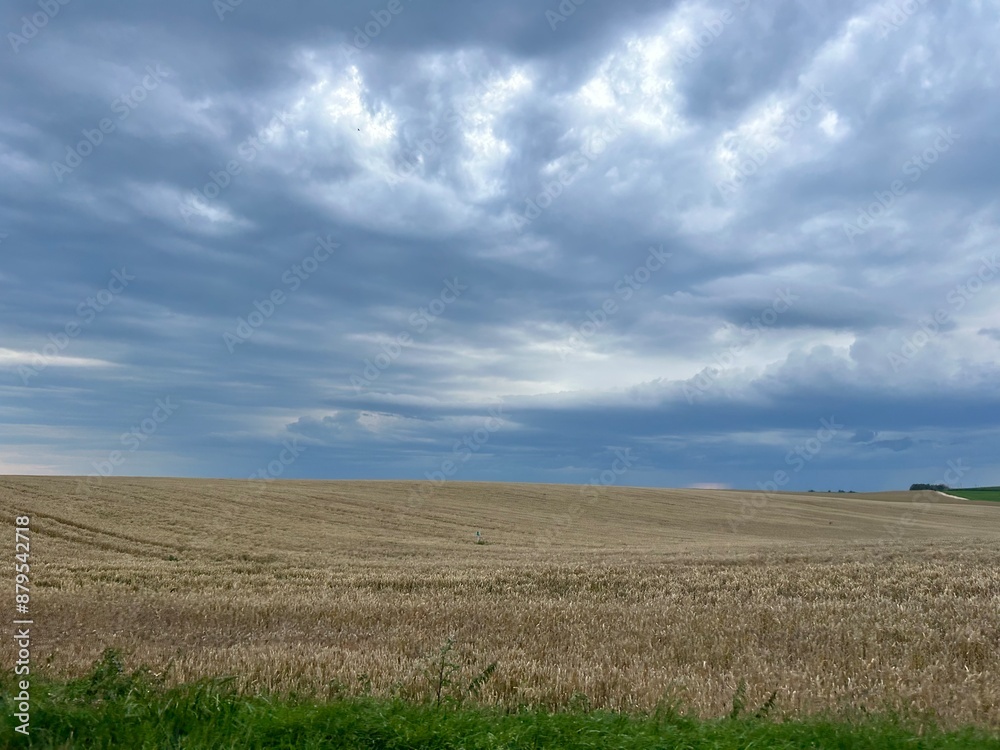 field of ripe wheat at the end of summer field of ripe wheat at the end of summer