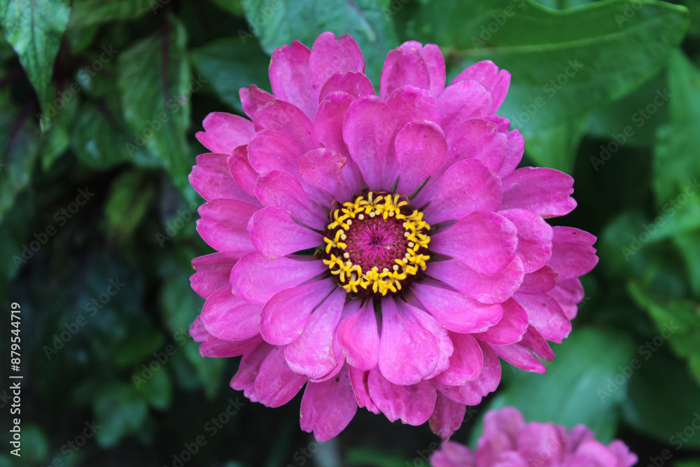 Fototapeta premium Zinnia, Old-fashioned, old maid, and Zennia elegans Pink color flowers