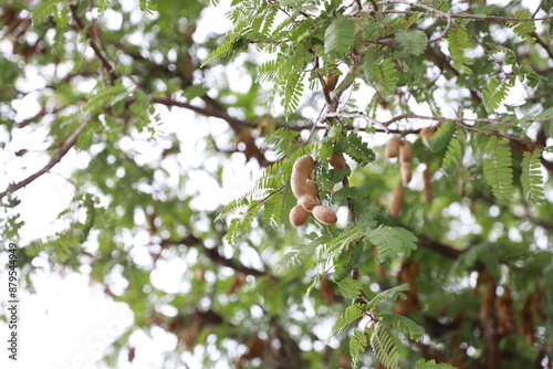 juazeiro, bahia, brazil - july 6, 2024: Tamarine fruit - Tamarindus. photo