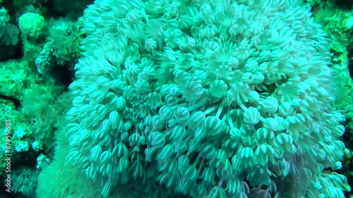 Colony of White pulse soft coral (Heteroxenia fuscescens) rhythmically pulsates with polyps. Red Sea, Egypt. photo