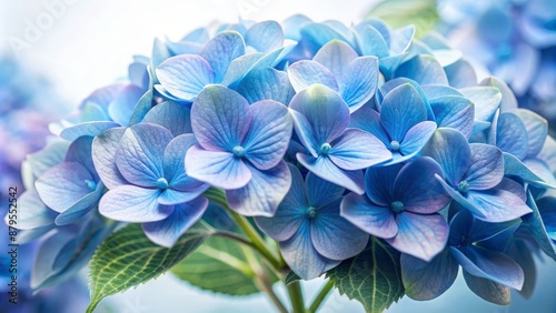 Soft focus isolated blue pastel hydrangea flowers on transparent background with delicate petals and subtle gentle hues dominating.