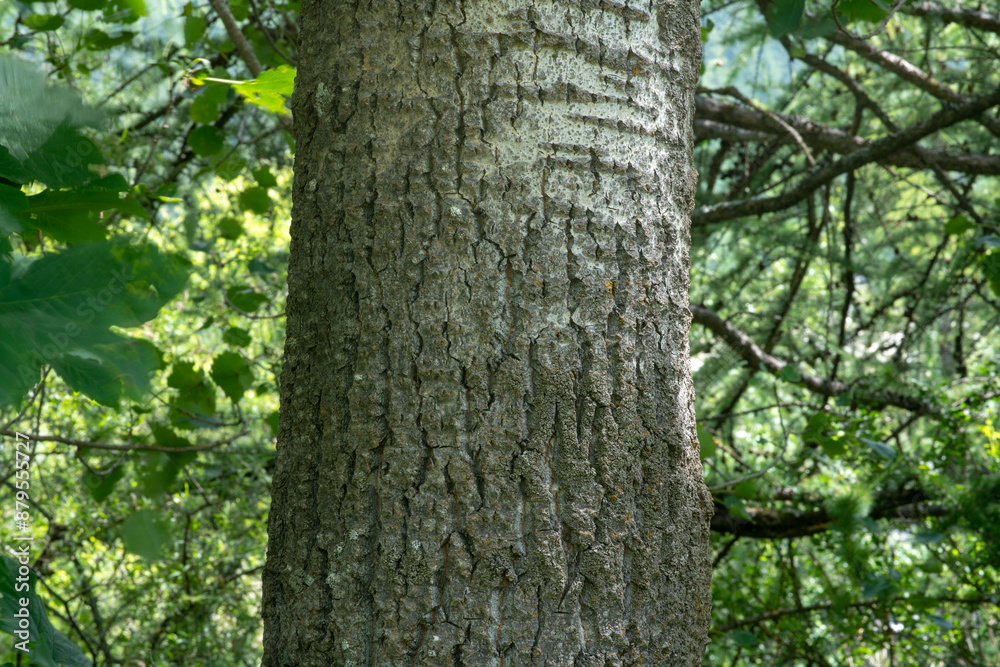 plant bark, the veins of a bark resemble wrinkles and of the skin in the background are also similar for forest plants, they protect the plant from the weather. plant bark, the veins of a bark resemble wrinkles and of the skin in the background are also similar for forest plants, they protect the plant from the weather.