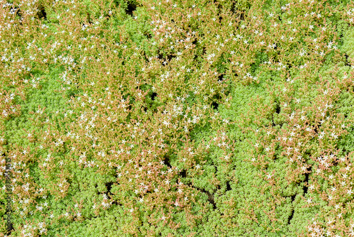 Sedum is a genus of succulent plants in the Crassulaceae family.