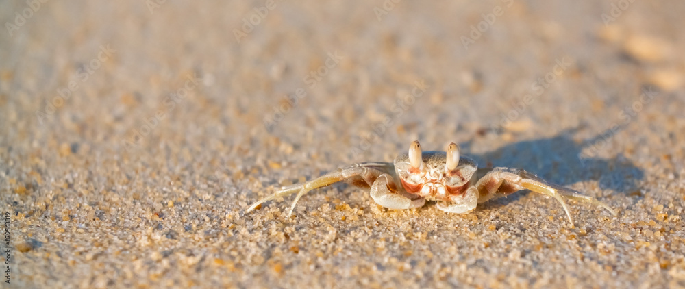 A crab on the beach is running on the white sand. Exotic animals in the resorts of tropical islands. The concept of a beach holiday in the tropics. A crab on the beach is running on the white sand. Exotic animals in the resorts of tropical islands. The concept of a beach holiday in the tropics.