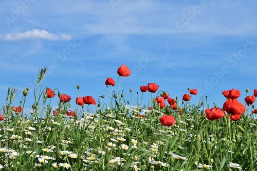 Blumenfeld mit Klatschmohn (Papaver rhoeas)