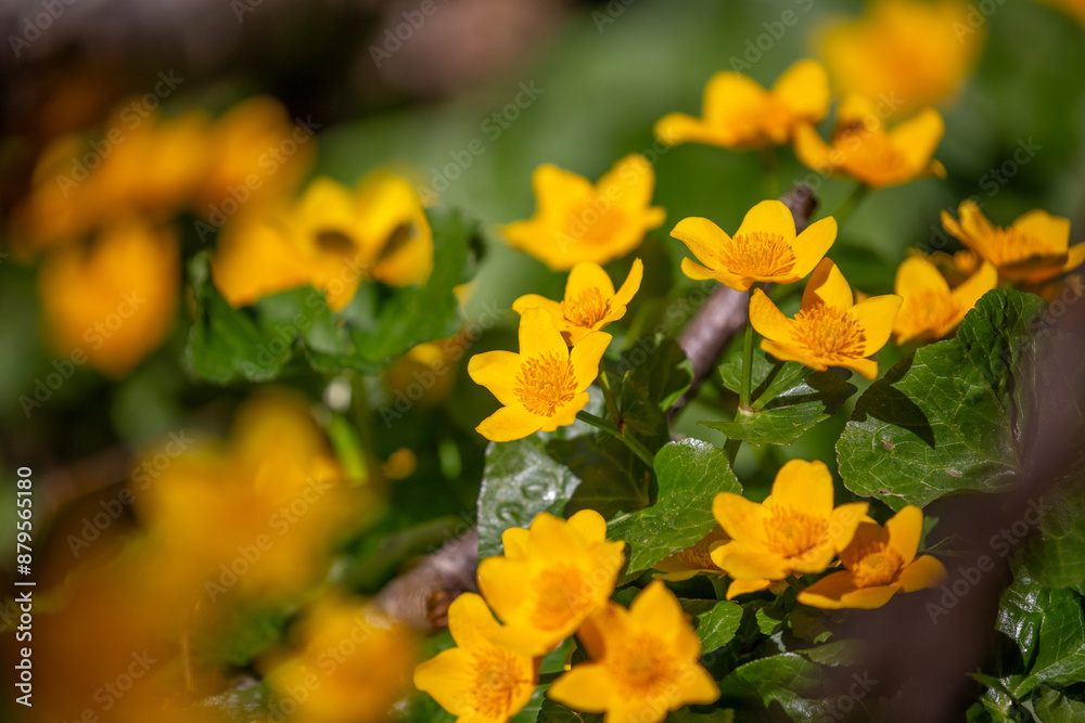 Fototapeta premium Yellow marigold flowers in spring.