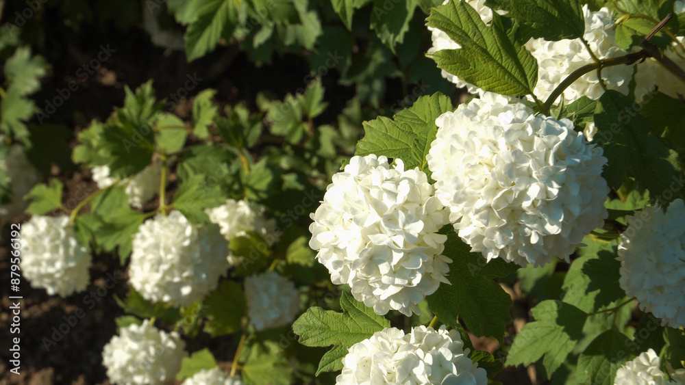 The Snowball Bush (in Latin: Viburnum plicatum) is a deciduous flowering shrub with large white flower clusters. The plant stands out for its striking appearance up close in a zoom-in view. The Snowball Bush (in Latin: Viburnum plicatum) is a deciduous flowering shrub with large white flower clusters. The plant stands out for its striking appearance up close in a zoom-in view.