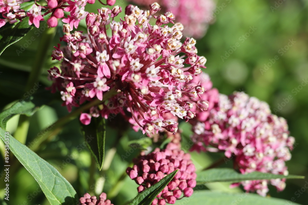 Eupatorium blooms in the garden Eupatorium blooms in the garden