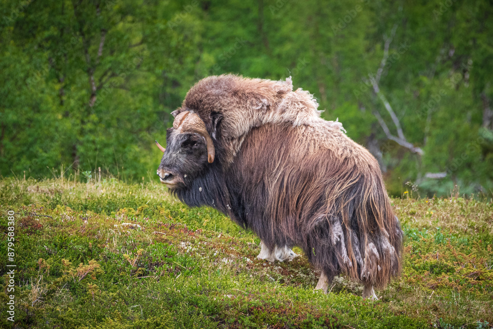 Fototapeta premium Moschusochse