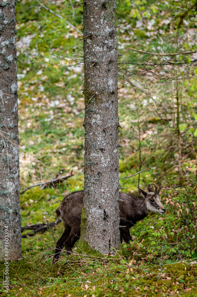 Chamois standing behind a tree in spring. One rupicapra rupicapra in Switzerland.