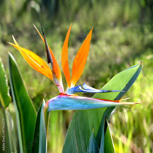 bird of paradise flower near naivasha lake, kenya