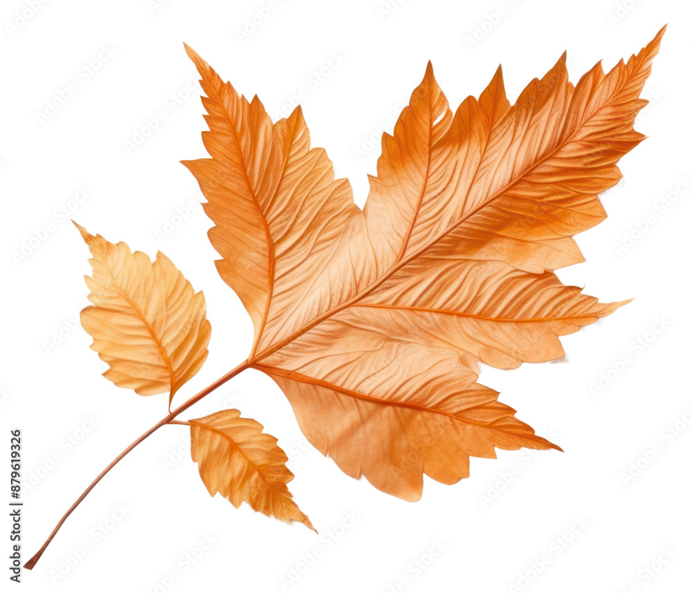 Fototapeta premium PNG Leaf plant tree fragility.