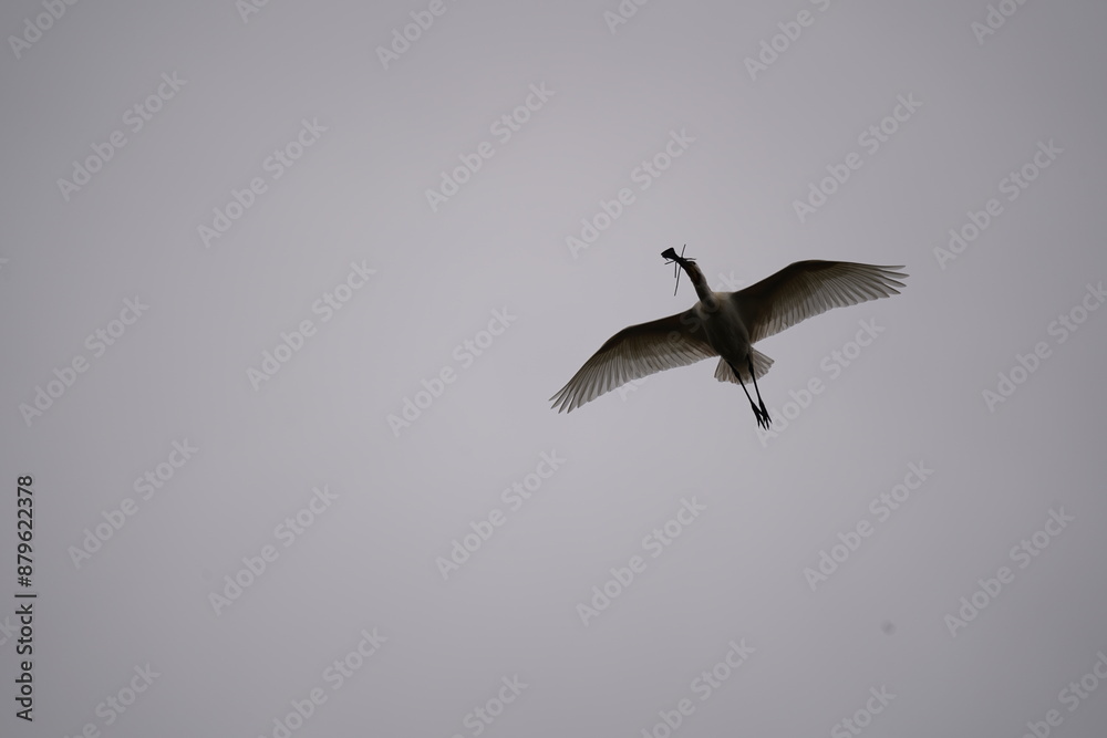 Fototapeta premium Spoonbill in flight