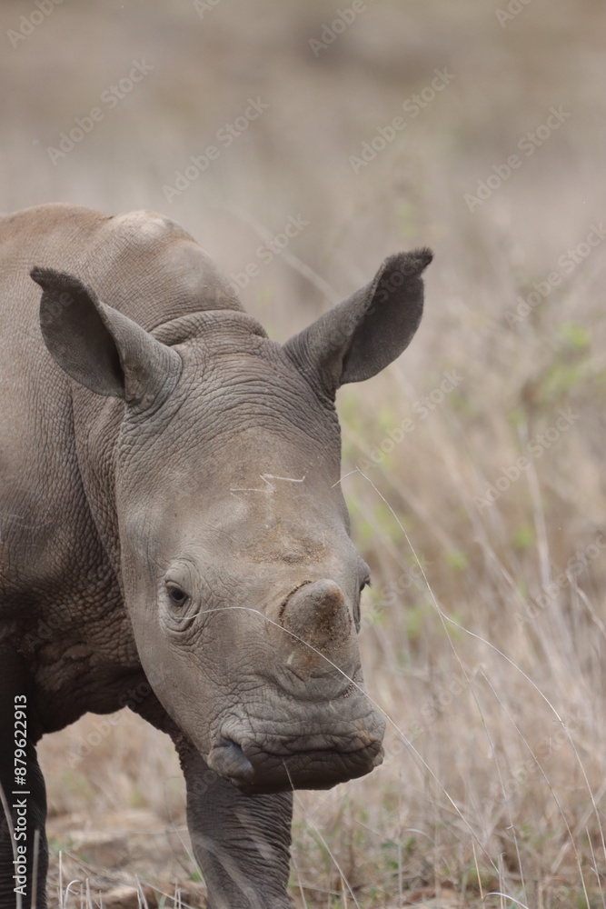 Fototapeta premium Baby rhino in the wild