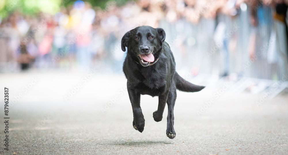 cute dog running at dog speed race cute dog running at dog speed race