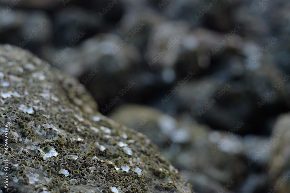 Close-Up of Barnacles on Rocky Surface: Intricate Marine Life Textures and Patterns in Coastal Habitat Close-Up of Barnacles on Rocky Surface: Intricate Marine Life Textures and Patterns in Coastal Habitat
