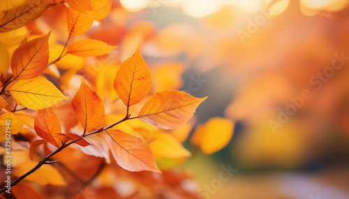 Bright orange autumn leaves. Fall foliage colors. Abstract backdrop. Close-up.