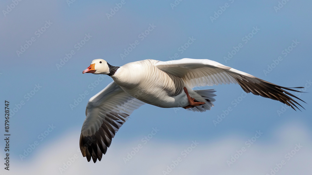 Obraz premium Flying goose bird against blue sky 