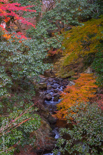 asia, asian, autumn, background, beautiful, cascade, colorful, fall, fall colour, foliage, forest, garden, holiday, inspiration, japan, japanese, kansai, landscape, leaf, maple, Mino, mountain, mystic photo