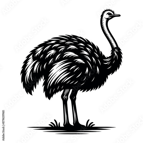 ostrich silhouette isolated on white 