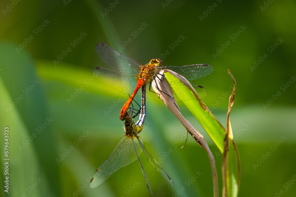 A ruddy darter couple. Close-up of a ruddy darter mating pair with a green background on a sunny summer day. A ruddy darter couple. Close-up of a ruddy darter mating pair with a green background on a sunny summer day.