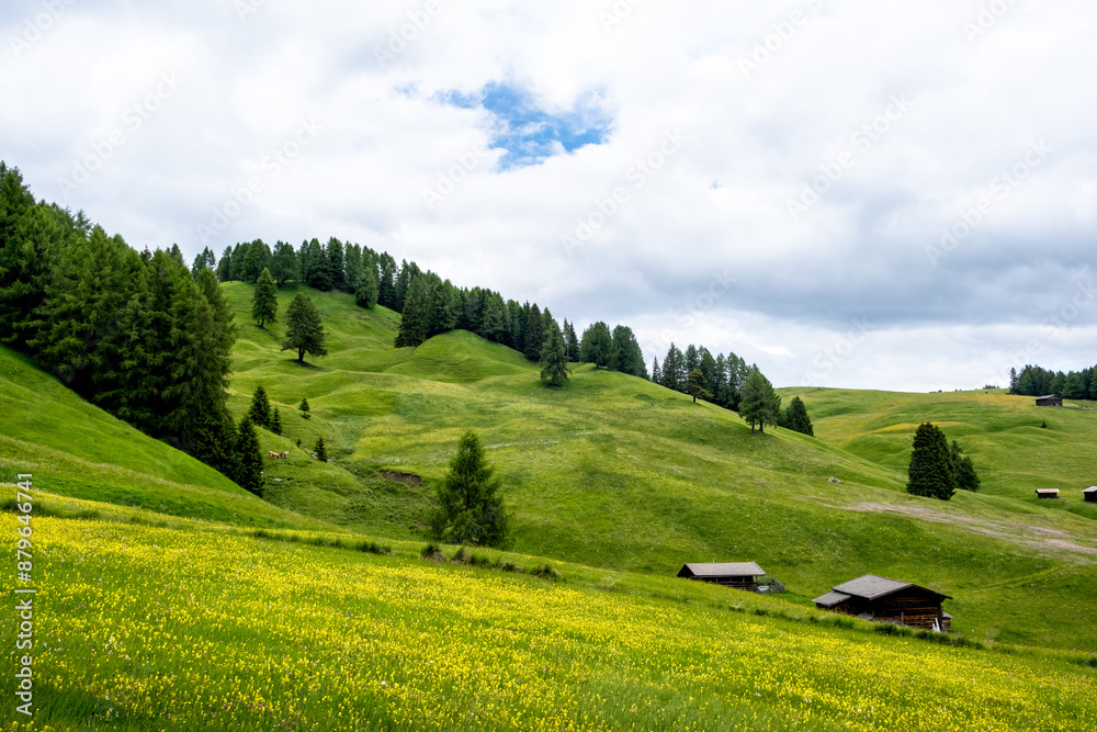 Obraz premium Seiser Alm - Wanderparadies in den Südtiroler Dolomiten. Saftig grüne Wiesen mit urigen Hütten umringt vor schroffen Berggipfeln auf der größten Hochalm Europas.