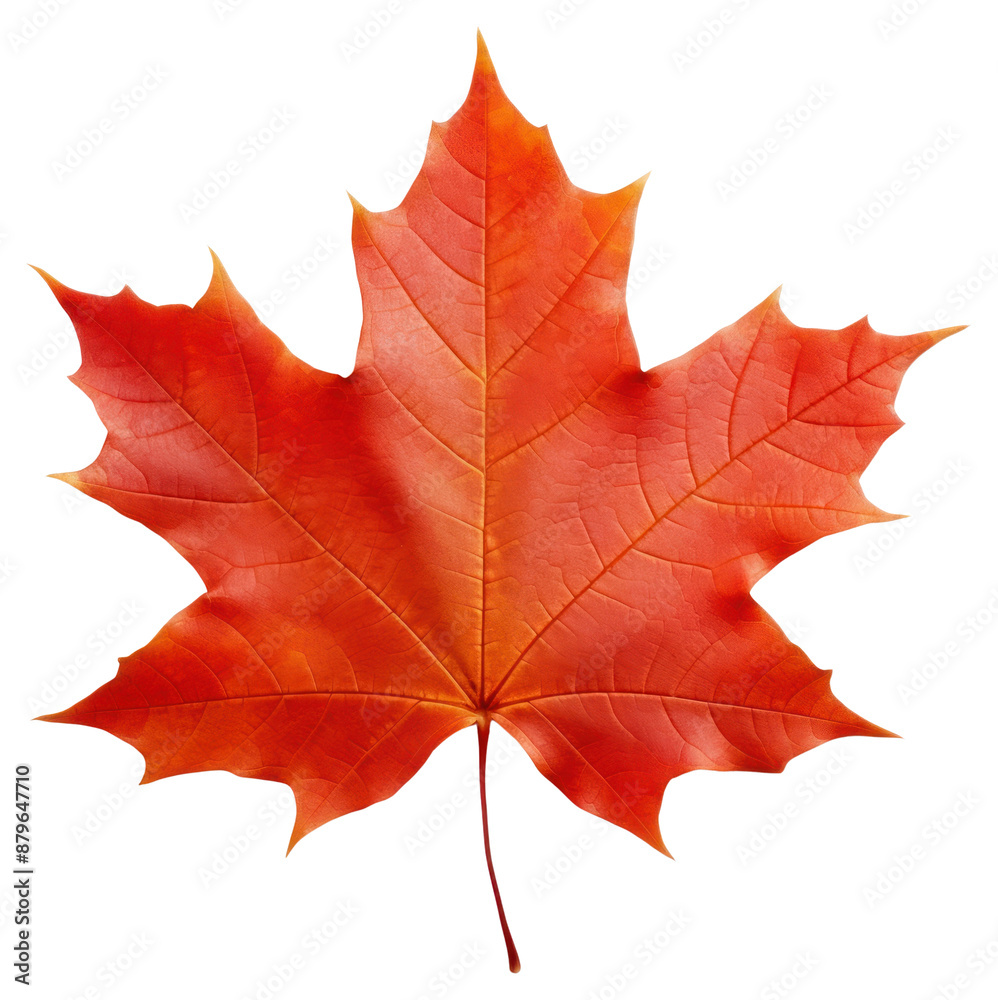 Obraz premium PNG Vibrant autumn maple leaf photo