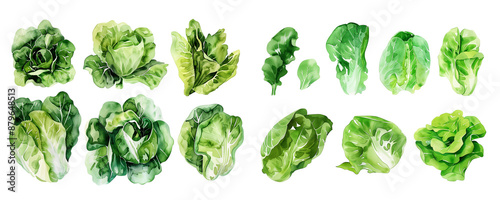 watercolor lettuce set. isolated vegetable. white transparent background