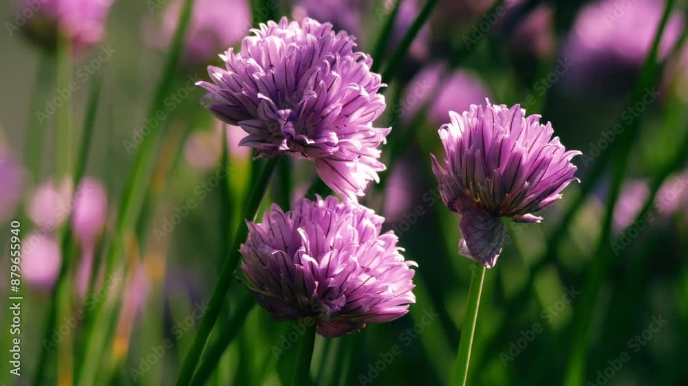 German Garlic purple in gentle breeze and dappled light German Garlic purple in gentle breeze and dappled light