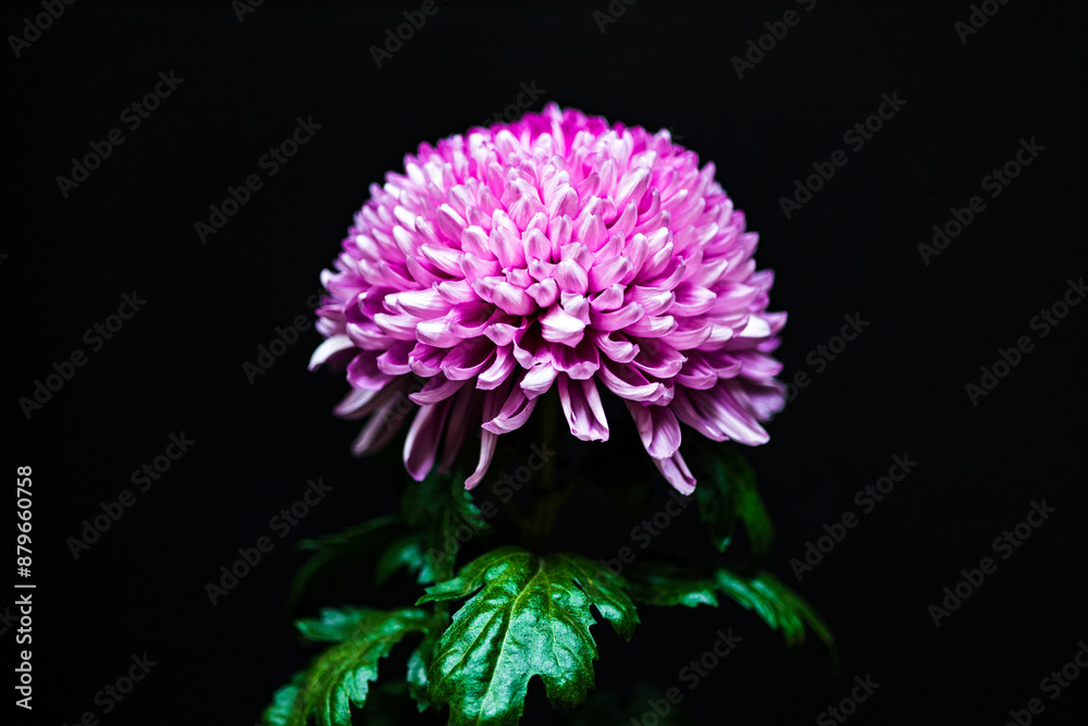 Stunning Pink Chrysanthemum Stunning Pink Chrysanthemum