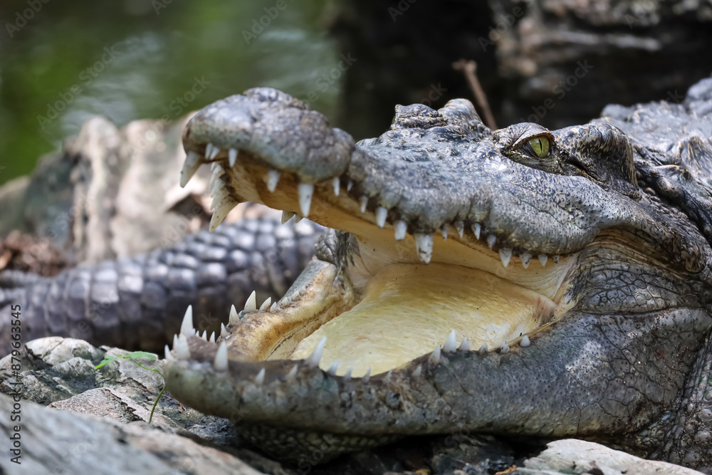 Fototapeta premium Close up crocodile is action show head in garden