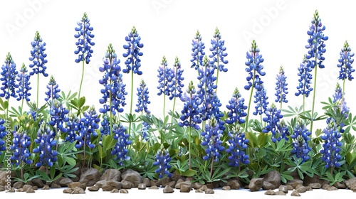 This image depicts a field of beautiful bluebonnet flowers under a clear white sky, capturing the natural beauty and charm of these vibrant blue blossoms in full bloom.