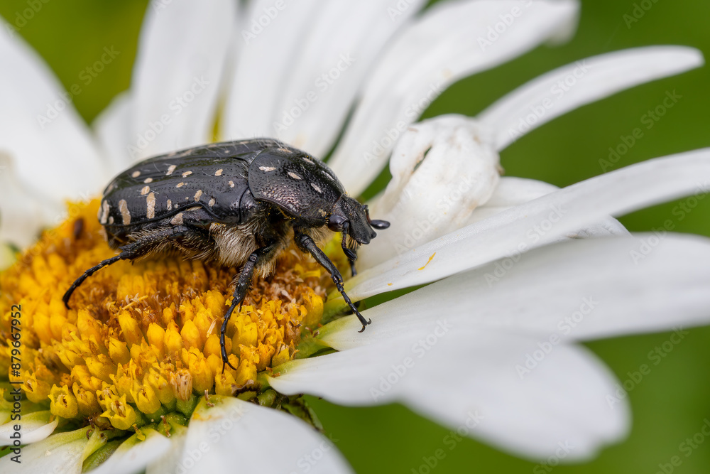 Φωτογραφία White spotted rose beetle - Oxythyrea funesta, beautiful black and white scarab beetle from European meadows and gardens, Zlin, Czech Republic