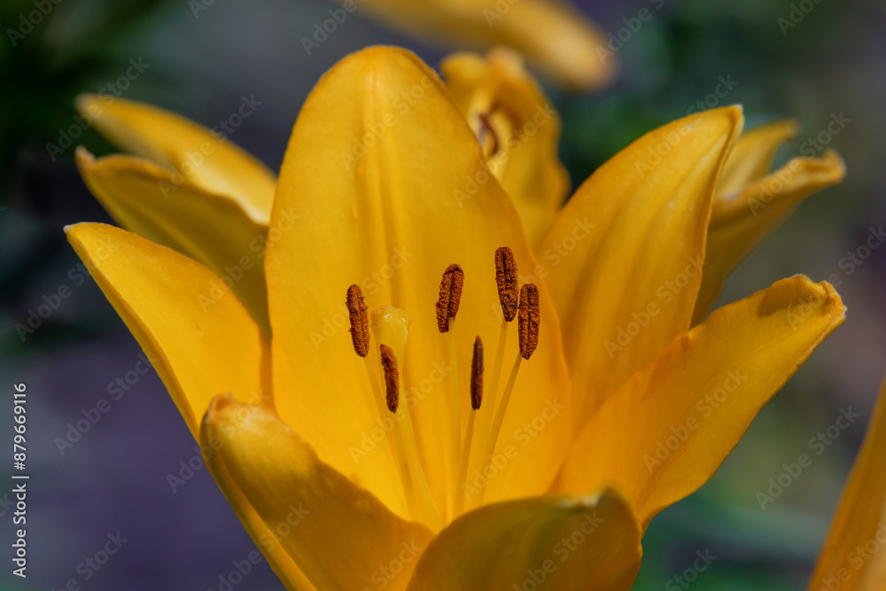 The photo features a yellow lily in full bloom. Yellow flower. The photo features a yellow lily in full bloom. Yellow flower.